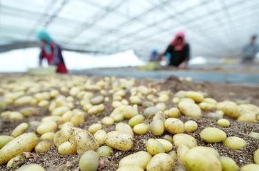 河北沽源：马铃薯产业化发展促农增收