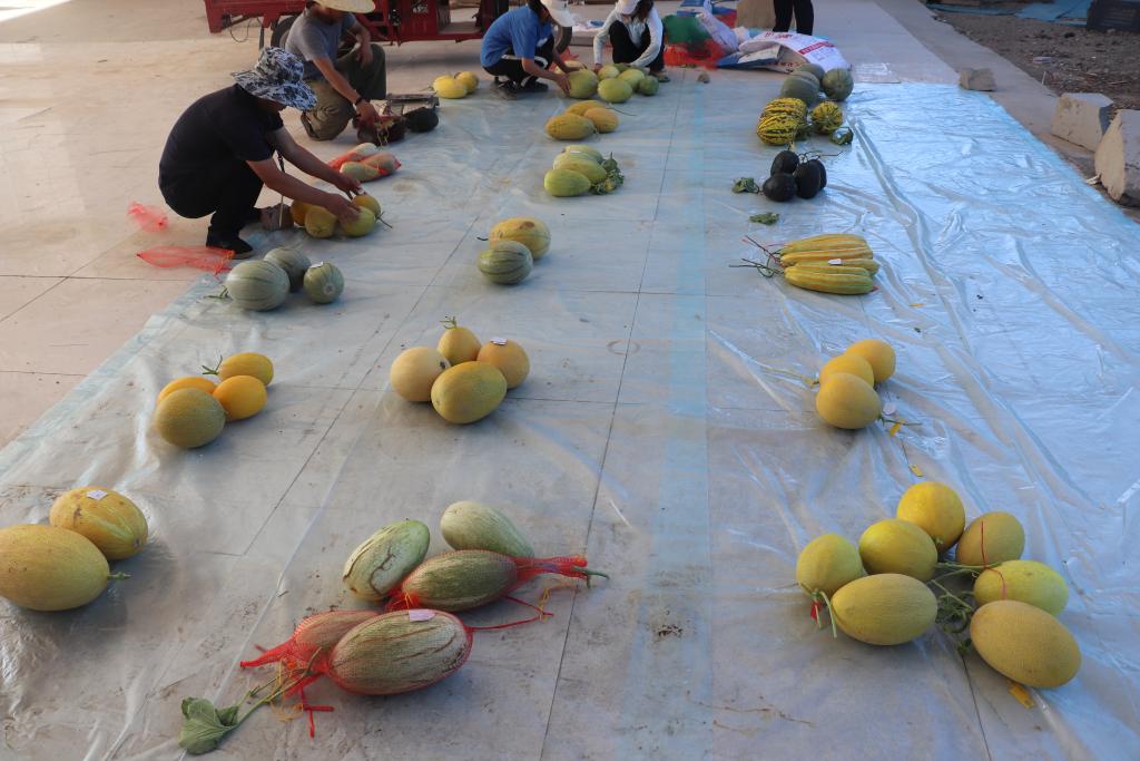 第三次全国农作物种质资源普查西瓜甜瓜项目进展顺利