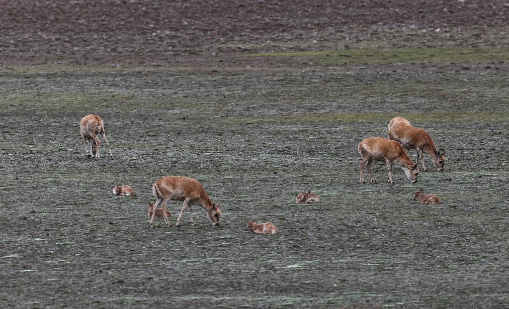 新疆阿尔金山国家级自然保护区藏羚羊进入产羔高峰