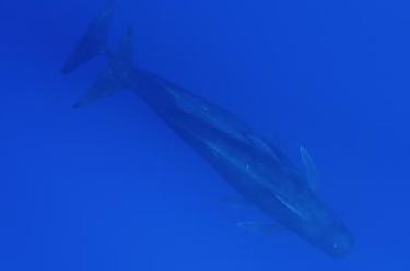 科研人員在南海記錄到抹香鯨等15個鯨類物種