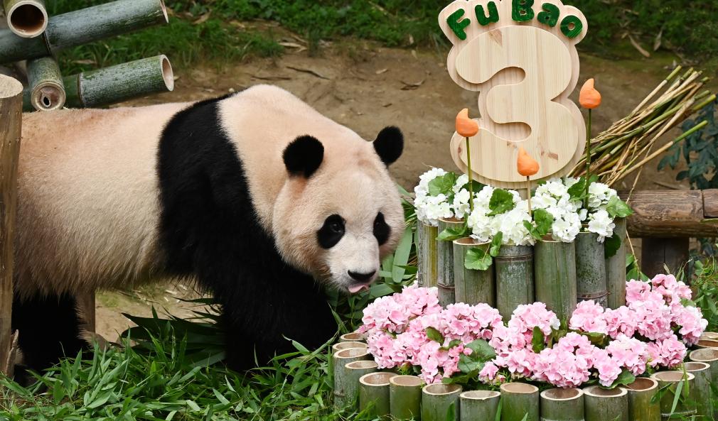 旅韓大熊貓“福寶”3歲啦