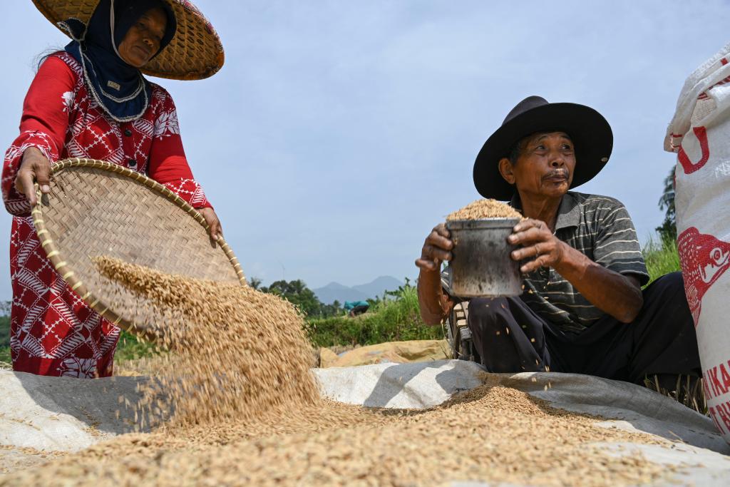 印度尼西亚：收获稻米