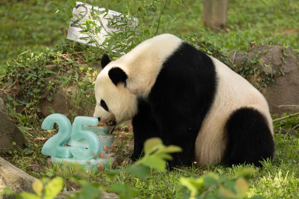 旅美大熊猫“美香”迎来25岁生日