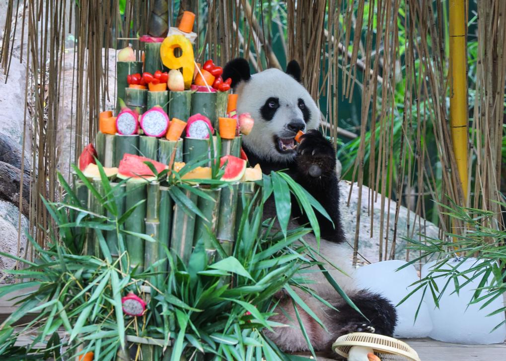 长隆三胞胎大熊猫迎来九岁生日