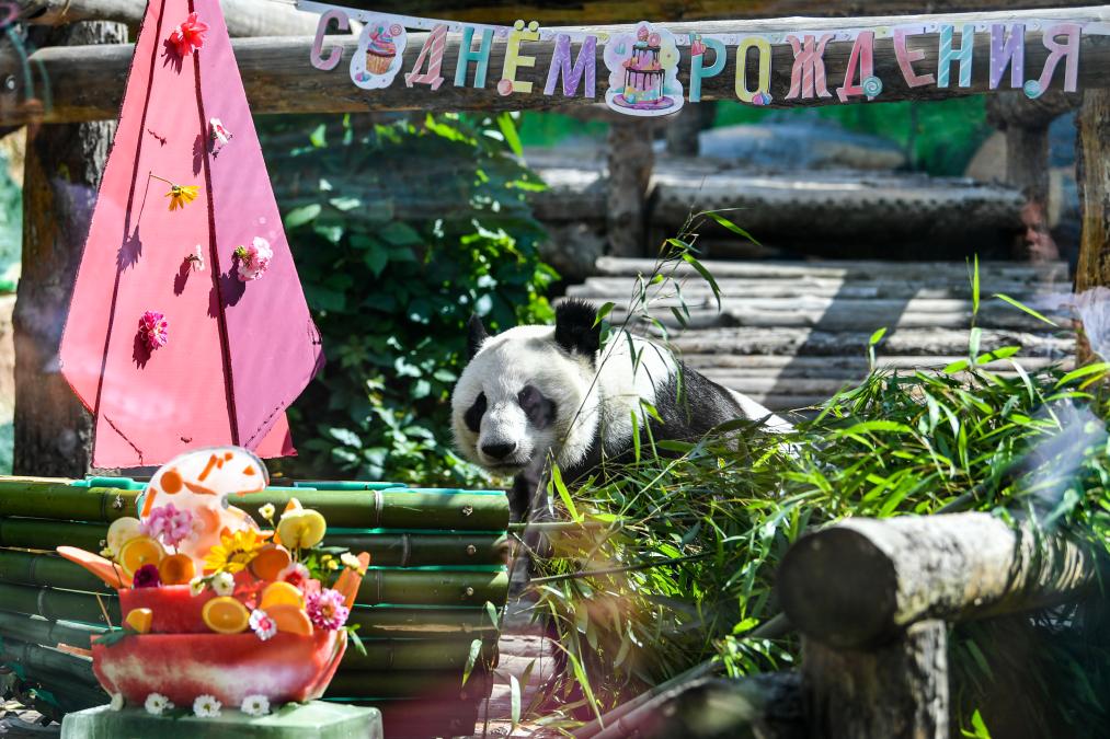 大熊猫“如意”和“丁丁”在莫斯科庆祝生日
