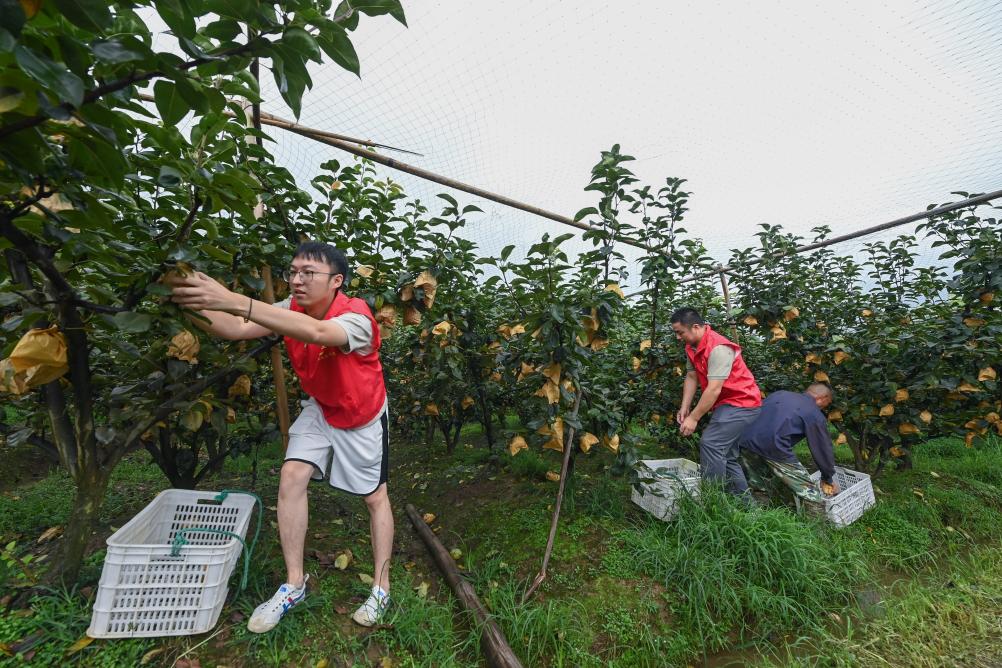 浙江湖州：志愿者助农忙抢收