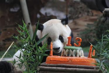 印尼为大熊猫“彩陶”庆祝生日