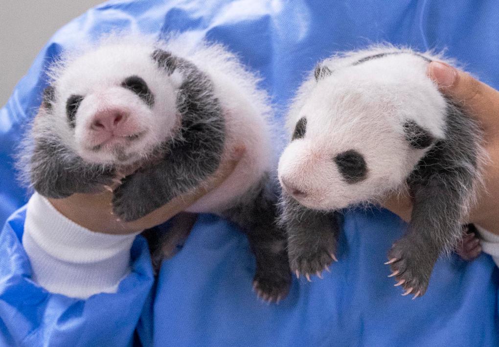 旅韩大熊猫双胞胎幼崽满月