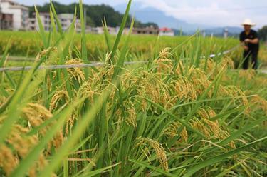 湖南隆回：再生稻头季测产验收