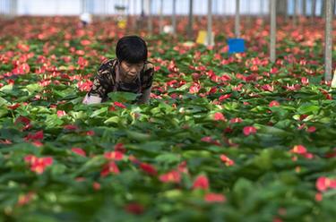 湖北鐘祥：發展花卉産業 助農增收增效