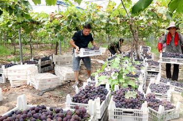福建南平：葡萄熟了 喜獲豐收