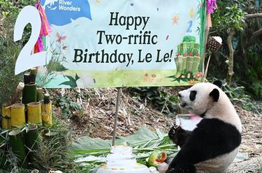 新华视界丨大熊猫“叻叻”在新加坡庆祝两岁生日