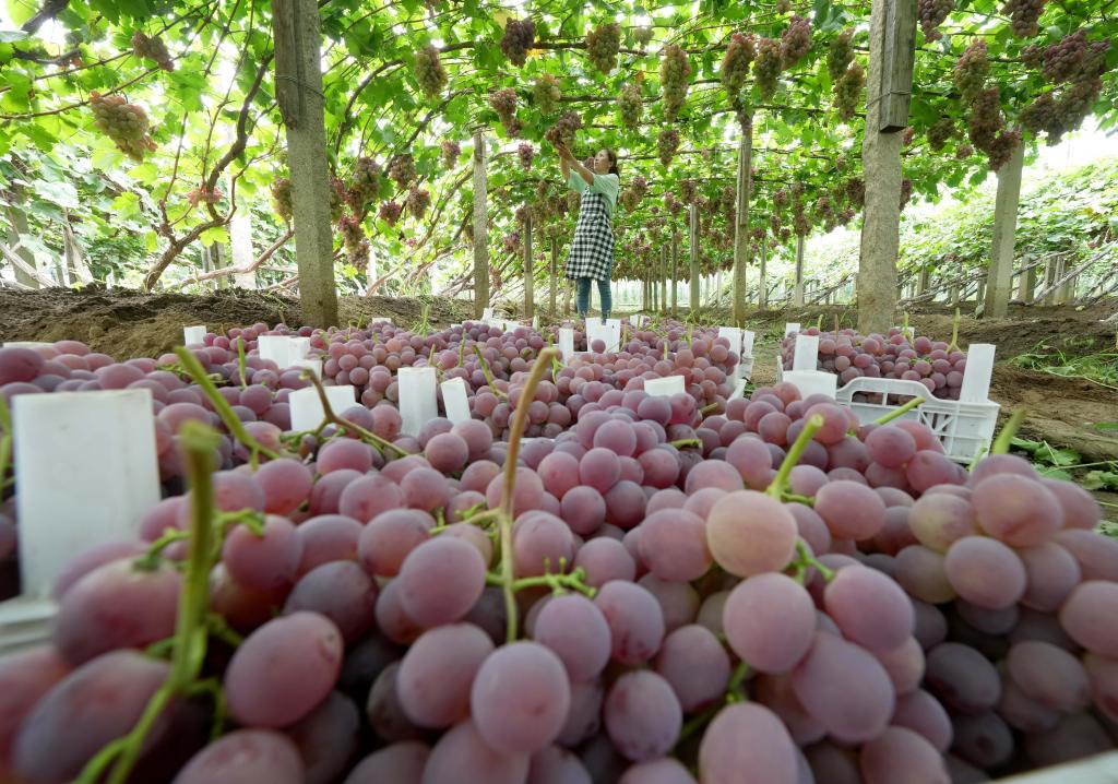 河北卢龙：葡萄种植促增收