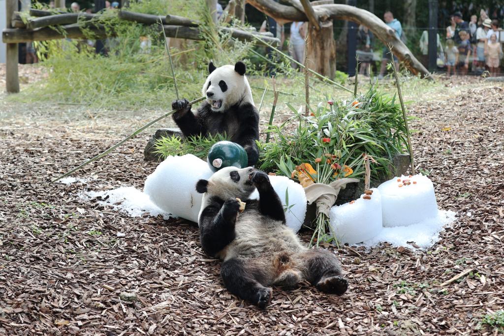比利时出生的大熊猫双胞胎庆祝四岁生日