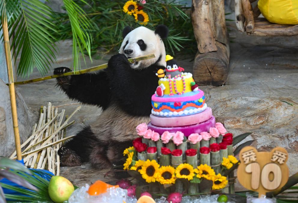 大熊猫兄弟过生日