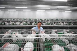 湖南宁远：积极发展兔产业