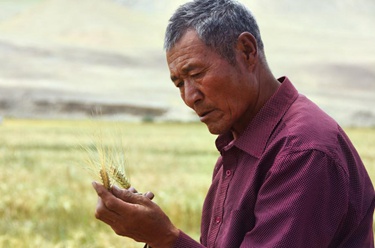 久美老人：西藏高海拔青稞田里的“守望者”