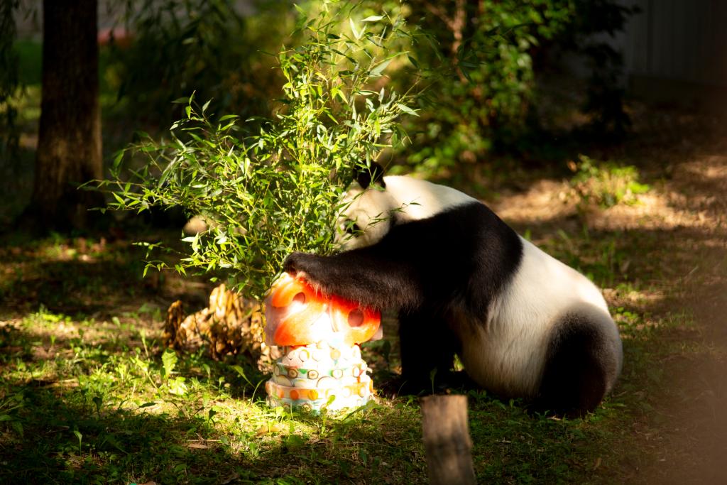 大熊猫“添添”在美国迎来26岁生日