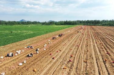 河北滦州：科学种植鲜食红薯上市早
