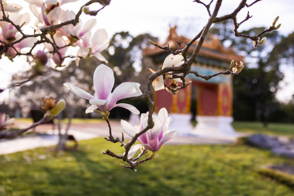 澳大利亚：北京花园玉兰花开
