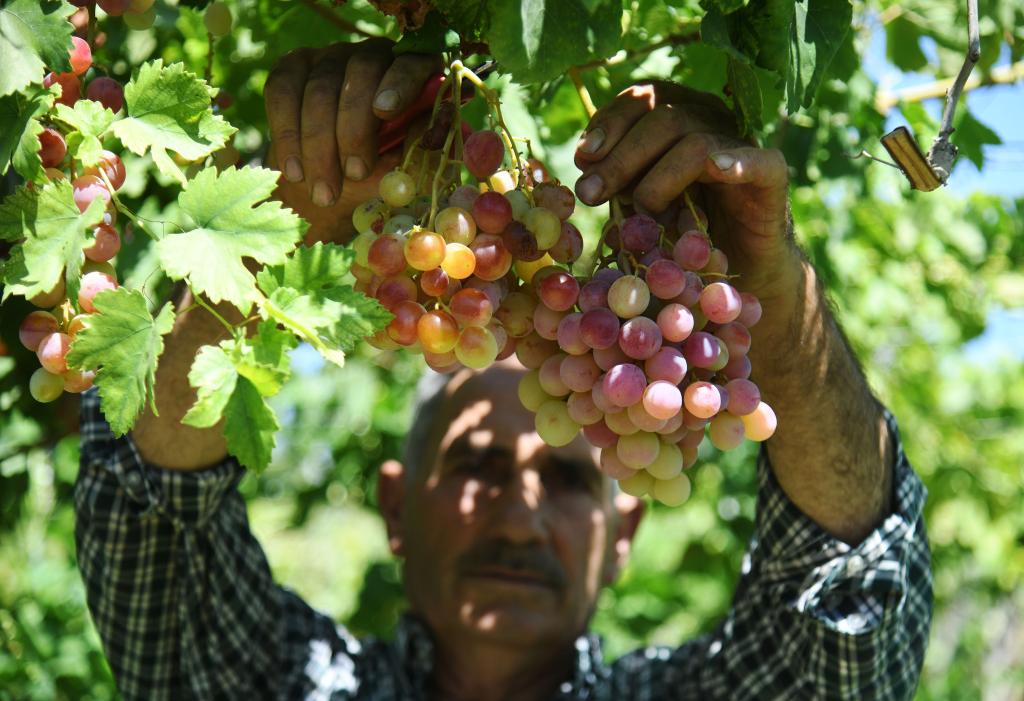 大马士革：葡萄熟了