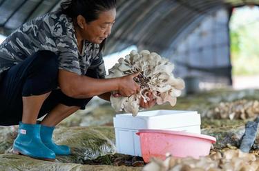 河北遷西：發展特色食用菌産業 助力鄉村振興