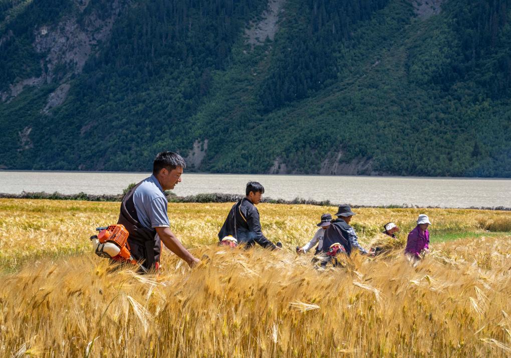 西藏：然乌湖畔的秋收