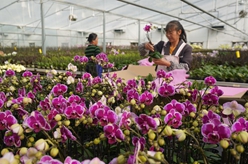 云南开远：发展花卉产业促振兴