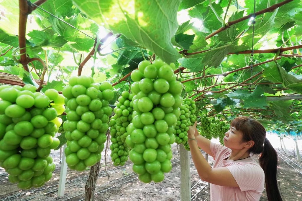 河北晋州：葡萄成熟采收忙