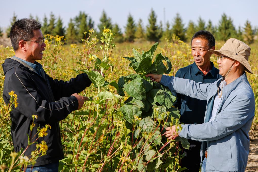 新疆木壘：技術援疆助力農戶生産