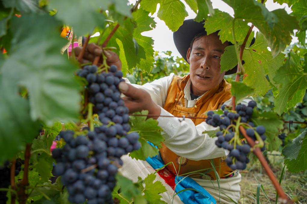 西藏桑日启动第二届葡萄采摘月活动