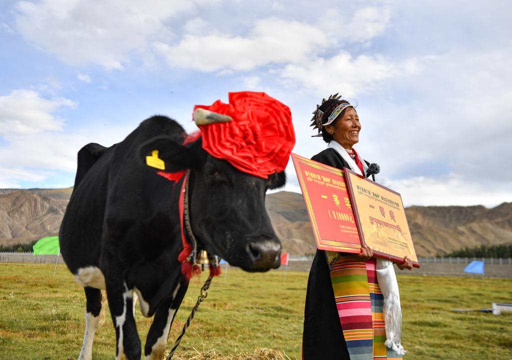 西藏：奶牛“选美”