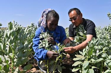 中国农业专家助力厄立特里亚农业发展