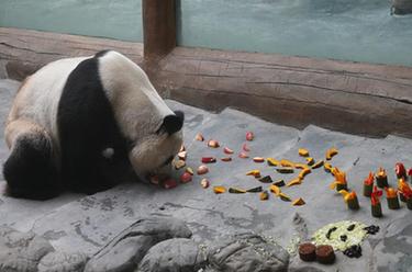 青海西宁：大熊猫过中秋
