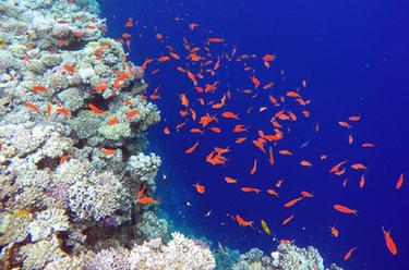 埃及达哈布：蓝洞里的“珊瑚世界”
