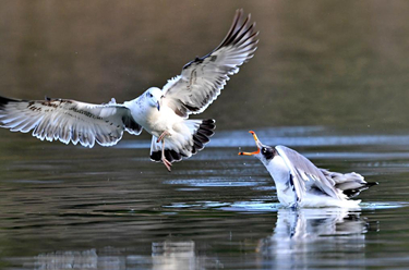 拉鲁湿地渔鸥欢