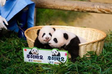 在韩国出生大熊猫双胞胎“睿宝”“辉宝”与公众见面