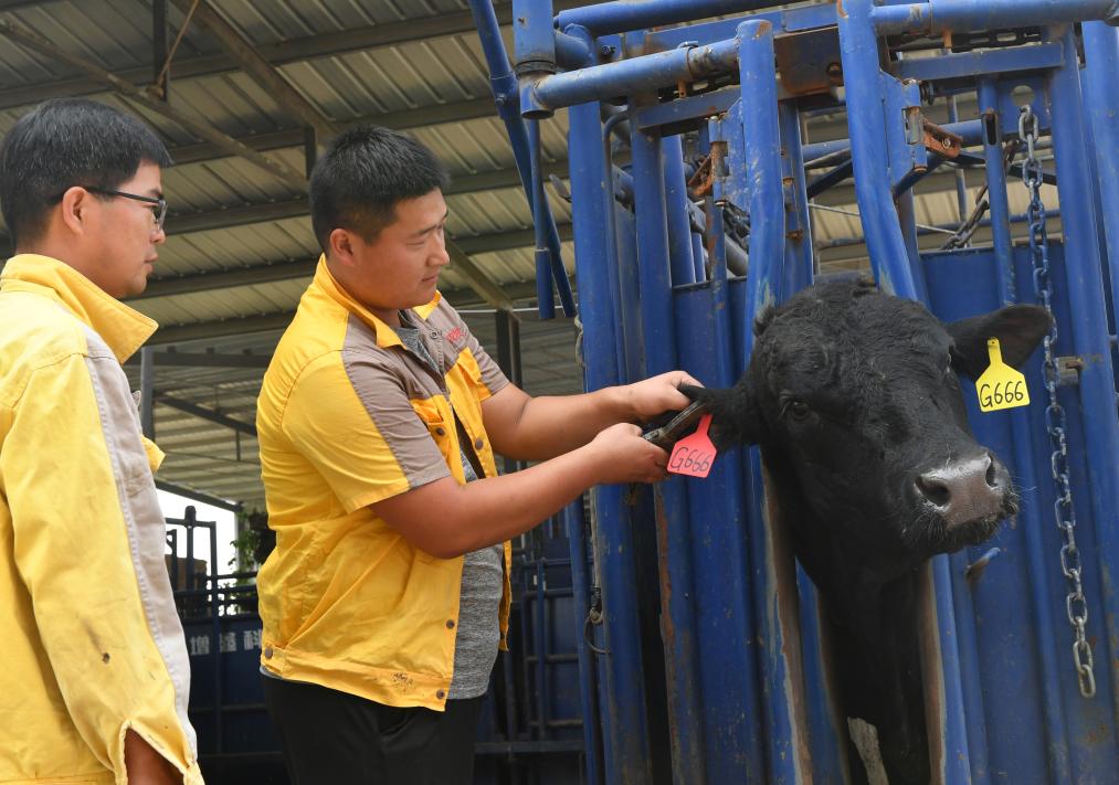 河南柘城：“牛产业”规模化发展促进农民增收