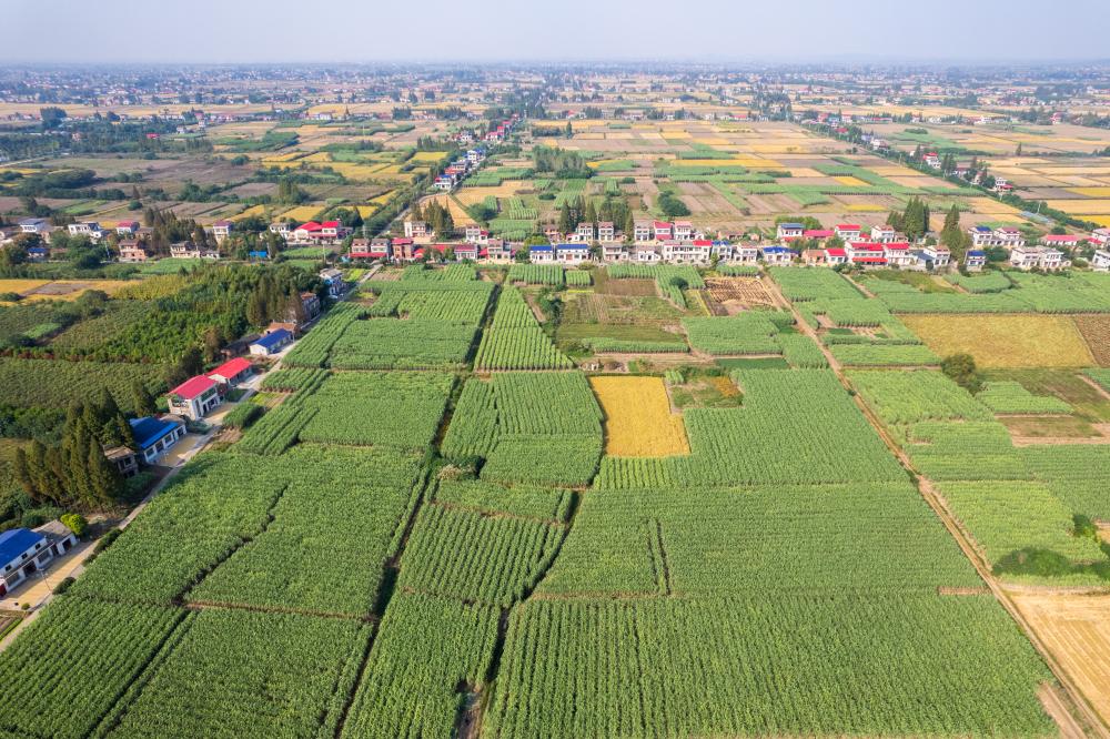 湖南南县：甘蔗收获助农增收