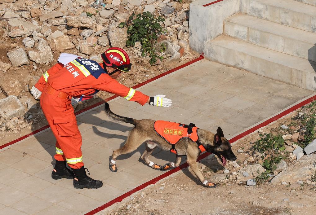 第七届全国消防搜救犬技术比武竞赛在济南举行