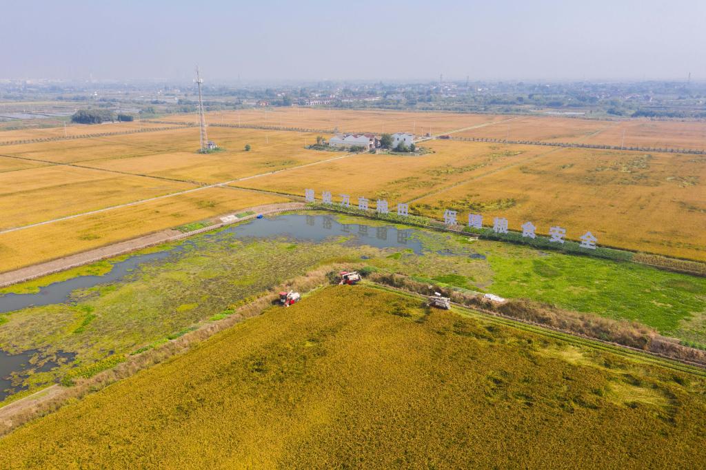 浙江湖州：高标准农田迎来秋季丰收