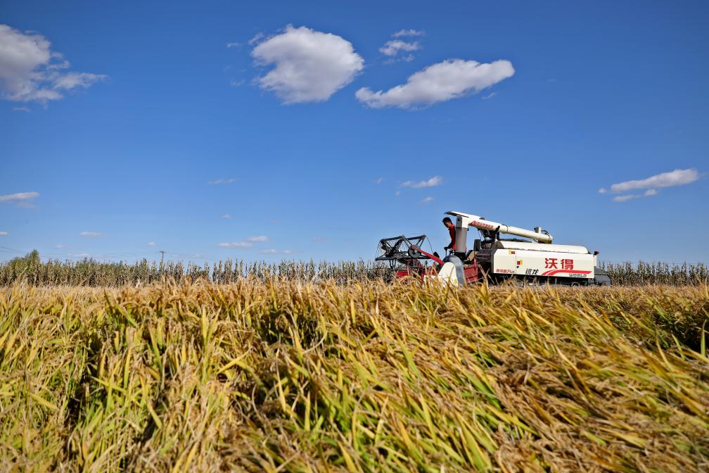 辽河三角洲水稻产区开始集中收割