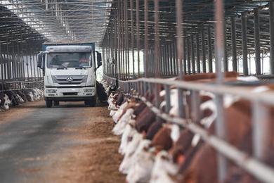 重庆丰都：肉牛产业助推县域经济发展