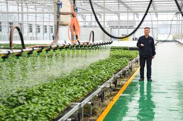 重庆开州：鲁渝协作促蔬菜产业提档升级