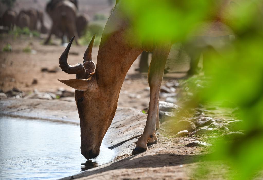 肯尼亚泰塔山野生动物保护区掠影