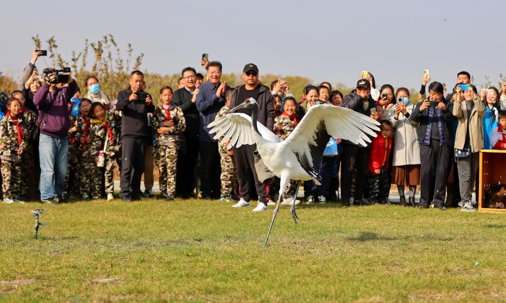 河北秦皇岛：国家保护鸟类放归自然