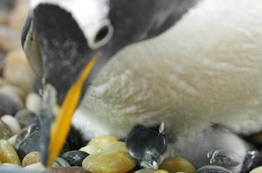 冰城今年首只企鹅宝宝诞生
