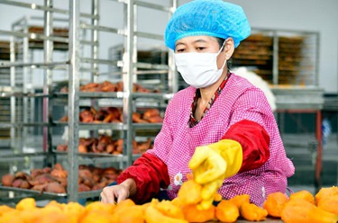 山东五莲：茶薯产业助推乡村振兴