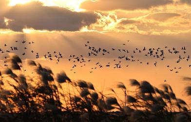 山东黄河三角洲国家级自然保护区迎来大批越冬候鸟
