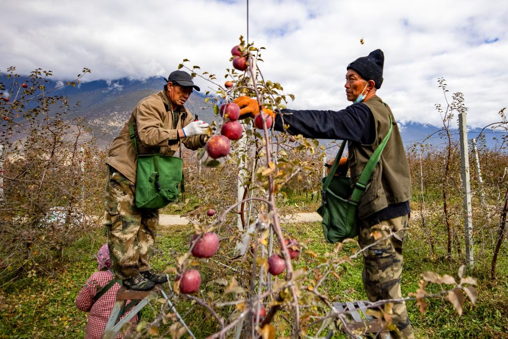 西藏米林：高原苹果丰收
